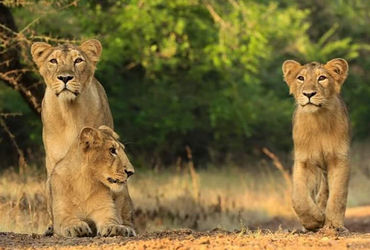 Intrusion devices for Gir lions will monitor their movements from 200 m away
