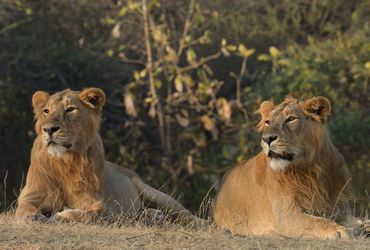 Gujarat’s pride in danger? Approval of constructions, mining in Gir raise concerns
