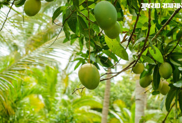 Kesar Mango season begins in Saurashtra with soaring prices amid lower production forecast