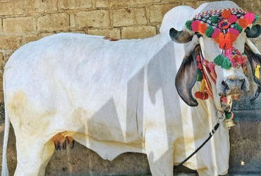 A cow miracle: Junagadh farmer’s cow produces milk without calving