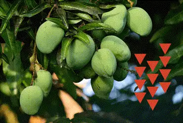 Farmers uproot 20,000 Kesar mango trees in Gir over poor yield, low profits