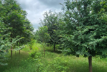 ‘Sindoor Van’ to honour armed forces in Gujarat, 20 acre forest project announced