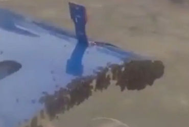 Bee swarm delays Jaipur-bound IndiGo flight by an hour at Surat airport