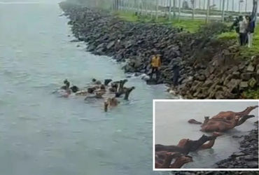 33 camels founding wading through water at Vadinar Port, rescued