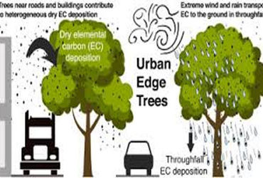 50 પરિવારના આખાં વર્ષનો Co2 એક કેમ્પસનાં વૃક્ષો જ શોષી લે છે