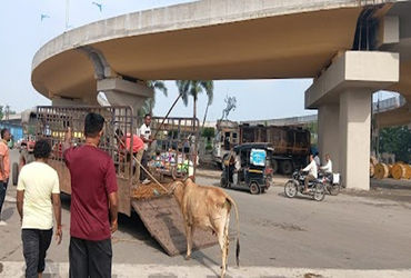 Jamnagar: એક સપ્તાહમાં 115 રસ્તે રઝળતા ઢોર પકડાયા અને ઢોરના ડબ્બામાં મુકાયા.