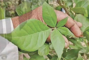 કુદરતની કમાલ: ધારીના દિતલા ગામે Five Leaf Belpatraનાં 3 દુર્લભ વૃક્ષો.
