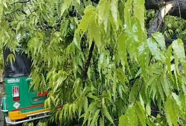 વડોદરા: રાવપુરા GPO નજીક વૃક્ષ ધરાશાયી, લારી-વાહનો દબાયા, એકને ઈજા, રસ્તો બંધ.