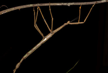 JCU scientists identify Australia’s heaviest insect in remote rainforest canopy