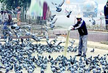 કબૂતરોને દાણા નાખનારા સામે હવે FIR નોંધી શકાશે.