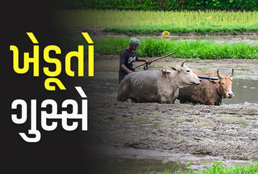 ખેડૂતોને ખાતર મળતું નથી, જ્યારે કૃષિ વિભાગ કહે છે પૂરતો STOCK છે - સત્ય કોણ બોલે છે?.