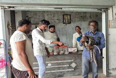 બાવળાના મીઠાપુર ગામે રાષ્ટ્રીય પક્ષી મોર ઇજાગ્રસ્ત થતાં રેસ્ક્યૂ કરવામાં આવ્યું