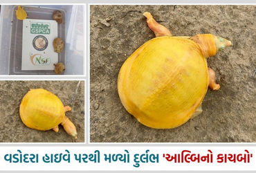 વડોદરા હાઇવે પરથી મળ્યો એક દુર્લભ 'આલ્બિનો કાચબો', કુતૂહલની સાથે ચિંતાનો વિષય