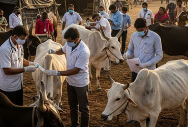 ગુજરાતના 12 જિલ્લામાં લમ્પી વાઈરસના 462 કેસ, 23 લાખથી વધુ પશુઓનું રસીકરણ કરાયું