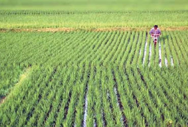 ઓગસ્ટમાં વરસાદ ઓછો છતાં ખરીફ વાવેતરની 90% કામગીરી પૂર્ણ: કૃષિ મંત્રાલયના ડેટા.