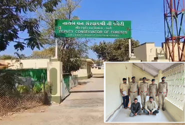 અમરેલી નજીક સિંહના મોત માટે જવાબદાર બે આરોપીની ધરપકડ, પૂછપરછમાં ચોંકાવનારી કબૂલાત