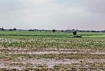 માંડલ પંથકમાં 5-7 દિવસના વરસાદ બાદ મેઘરાજાએ વિરામ લીધો, ખેડૂતોને રાહત.