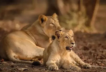 એશિયાના ઘરેણાં સમાન સાવજ સંકટમાં, બે વર્ષમાં 307માંથી અધધ 256 સિંહોના કમોત
