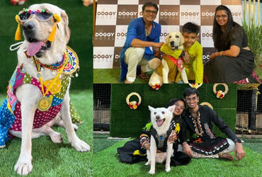 Tail-wagging tale: Ahmedabad hosts garba nights for dogs and their parents