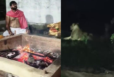 જૂનાગઢમાં ખોડિયાર મંદિરમાં ચાલતા યજ્ઞમાં આવી પહોંચ્યા 3 સિંહ, હવન પૂર્ણ થતાં જ ચાલ્યા ગયા