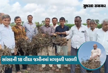અમરેલી: પોતાના ખેતરમાં વિનાશ વેરાતા સાંસદને ખેડૂતોની વ્યથા સમજાઈ, ખેડૂતોને ઓછી સહાય મુદ્દો વિરોધ કર્યો