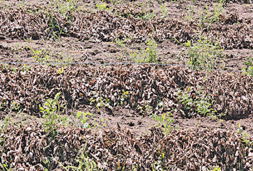 પરત ફરવાના કારણે ખરીફ પાકનું ભારે નુકસાન | હલવડમાં ભારે વરસાદથી ખારીફ પાકને મોટો નુકસાન થાય છે