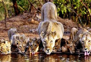 આજે સાસણ જંગલ સફારીનો પ્રારંભ : રાષ્ટ્રપતિનાં આગમન સમયે બંધ