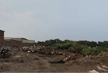 વડોદરાના ગાજરાવાડીમાં મૃત જાનવરોના નિકાલ માટેના સ્લોટર હાઉસના આસપાસના વિસ્તારમાં તીવ્ર દુર્ગંધ ફેલાઈ