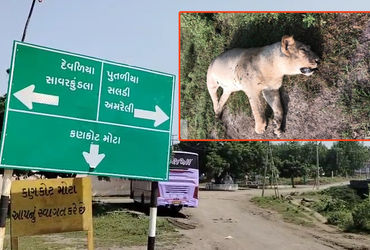 અમરેલી: લીલિયાના કણકોટ નજીક સિંહણનું શંકાસ્પદ મોત, દોષિતોને જેલ હવાલે કરવાની માંગ