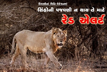 દિવાળીનાં મિનિ વેકેશનમાં સિંહોની પજવણી ન થાય તે માટે રેડ એલર્ટ