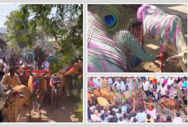 દાહોદ જિલ્લાનો અનોખો 'ગાય ગોહરી' ઉત્સવ: જ્યાં ખેડૂતો પશુધનના ટોળા નીચે દંડવત પ્રણામ કરીને પ્રાયશ્ચિત કરે છે