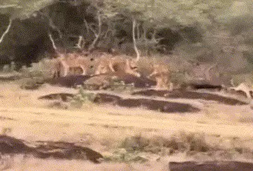 VIDEO : ગીર નહીં પોરબંદરમાં સાવજોનો વસવાટ! બરડા ડુંગર પાસે એકસાથે 11 સિંહ દેખાયા
