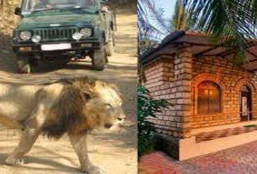 ગીર જંગલમાં આડેધડ 300 રિસોર્ટ ખડકાયા : સિંહો સ્થળાંતર કરવા મજબૂર