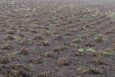 માવઠાને લીધે મગફળી, કપાસ, સોયાબીન અને ડુંગળી સહિતના પાકોને મરણતોલ ફટકો