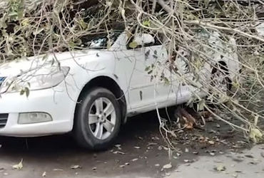 વડોદરાના સુભાનપુરા વિસ્તારમાં પીપળાનું વૃક્ષ ધરાશાયી થતાં વાહનો દબાયા, કારચાલકનો બચાવ