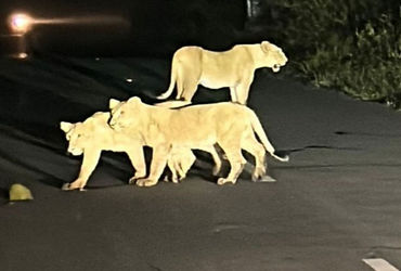 ગીર જંગલમાં ગેરકાયદે બાંધકામો ખડકાવા દીધા બાદ હવે તેનો સર્વે