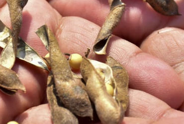 કમોસમી વરસાદે પાકનો દાટ વાળ્યો  વડોદરામાં ૯૮ હજાર હેક્ટર વાવેતર વિસ્તારમાં પાકને વ્યાપક નુકસાન