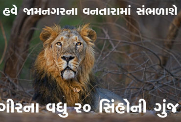 ગીરના વધુ 20 સિંહોની ગુંજ હવે જામનગરના વનતારામાં સંભળાશે