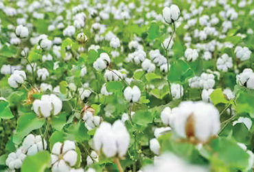 ભારે વરસાદ અને Cyclone મોન્થાને કારણે કપાસ ઉત્પાદનમાં ૨% ઘટાડાની આગાહી.