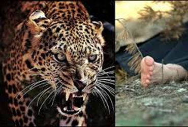 વાડીના કૂવા પાસે સ્નાન કરી રહેલી મહિલા પર દીપડો ત્રાટક્યો