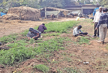 કઠલાલના ખેડૂતે લસણની ઓર્ગેનિક ખેતીથી લાખોની આવક મેળવી.