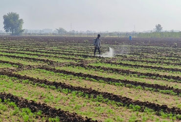 સુરેન્દ્રનગર જિલ્લામાં 84 હજાર હેક્ટર જમીનમાં શિયાળુ પાકનું વાવેતર