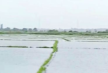 આણંદ: 68,000 ખેડૂતોની અરજીમાંથી માત્ર 30,000 મંજૂર; ફક્ત 9,071 ખેડૂતોને જ Rs. 14.70 કરોડની સહાય.