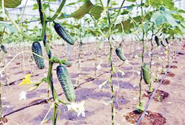 બિહારના કિસાનોને Israel મોકલી કૃષિ TECHNOLOGYથી માહિતગાર કરાશે.