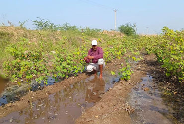 વઢવાણના વાડલા પાસે નર્મદા કેનાલમાં ગાબડાં- 200 વીઘાનું વાવેતર નિષ્ફળ