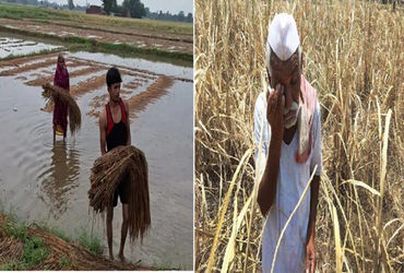 આણંદમાં કૃષિ સહાય: એક જ દિવસમાં 5000 અરજીઓ મંજૂર, ખેડૂતોને મોટી રાહત.