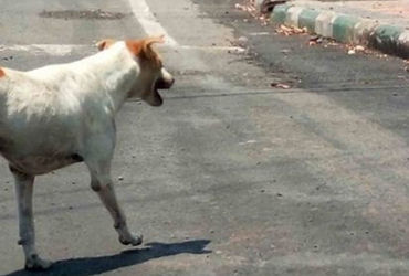 દાહોદમાં શ્વાનનો આતંક! ઘરમાં ઘૂસી સૂતેલાં લોકો પર હુમલો કર્યો, 22 ગ્રામજનો ઈજાગ્રસ્ત