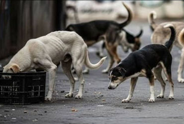 રખડતા નર-માદા શ્વાનની ઓળખ અને રહેઠાણ શોધવાના સરકારના આદેશથી તલાટીઓમાં રોષ.