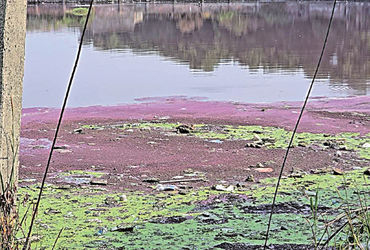 મટોડામાં કેમિકલવાળું પ્રવાહી તળાવમાં ઠલવાતા પાણી લાલ થયું.