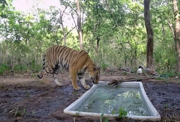 33 વર્ષ બાદ ગુજરાત ફરી 'ટાઈગર સ્ટેટ' જાહેર; સિંહ, દીપડા અને વાઘ ધરાવતું ભારતનું એકમાત્ર રાજ્ય